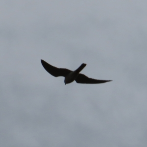 Falco cenchroides at Braidwood, NSW - 27 Sep 2023 02:25 PM