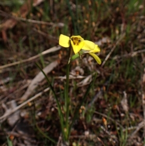 Diuris chryseopsis at Belconnen, ACT - suppressed