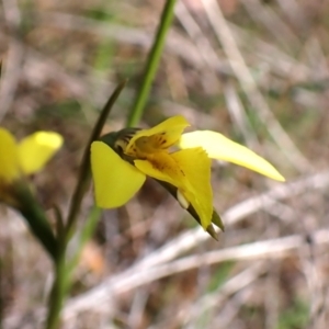 Diuris chryseopsis at Belconnen, ACT - suppressed