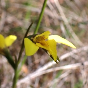 Diuris chryseopsis at Belconnen, ACT - 26 Sep 2023