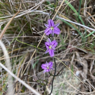 Thysanotus patersonii (Twining Fringe Lily) at Mount Rogers - 27 Sep 2023 by Rosie