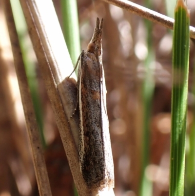 Etiella behrii (Lucerne Seed Web Moth) at Belconnen, ACT - 26 Sep 2023 by CathB