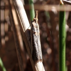 Etiella behrii at Belconnen, ACT - 26 Sep 2023 11:50 AM