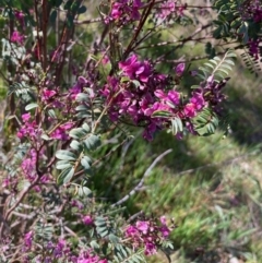 Indigofera adesmiifolia (Tick Indigo) at Flynn, ACT - 25 Sep 2023 by Rosie