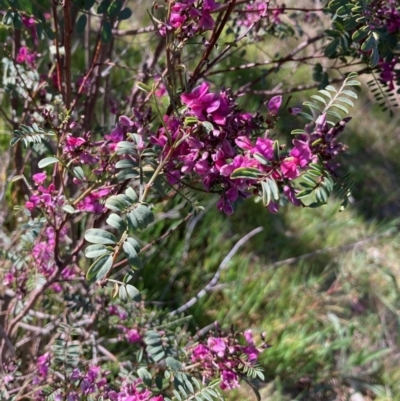 Indigofera adesmiifolia (Tick Indigo) at Flynn, ACT - 25 Sep 2023 by Rosie