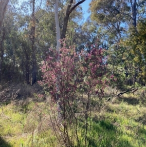 Indigofera adesmiifolia at Flynn, ACT - 25 Sep 2023