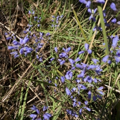 Comesperma volubile (Love Creeper) at Mount Rogers - 24 Sep 2023 by Rosie