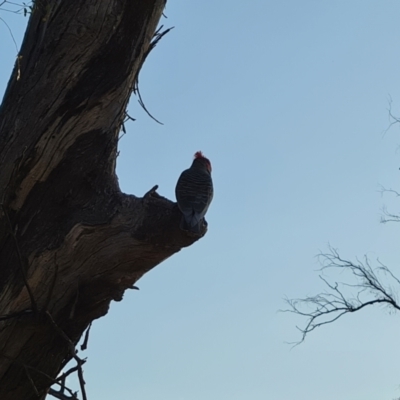 Callocephalon fimbriatum (Gang-gang Cockatoo) at O'Malley, ACT - 27 Sep 2023 by Mike