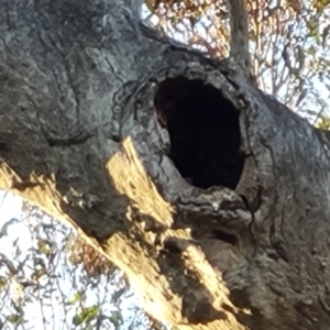 Apis mellifera at O'Malley, ACT - 27 Sep 2023