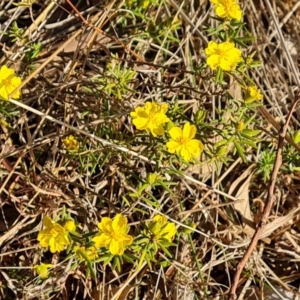 Hibbertia calycina at O'Malley, ACT - 27 Sep 2023