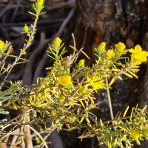 Hibbertia calycina at O'Malley, ACT - 27 Sep 2023