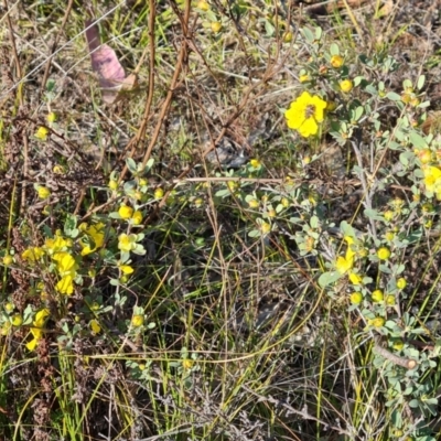 Hibbertia obtusifolia (Grey Guinea-flower) at O'Malley, ACT - 27 Sep 2023 by Mike