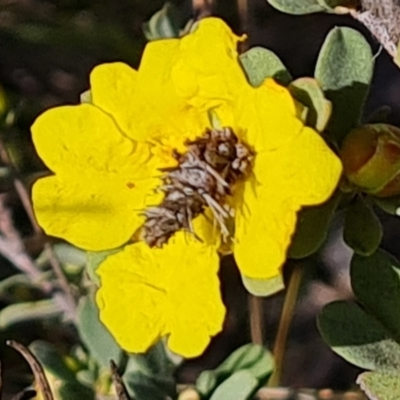 Heliocosma (genus - immature) (A tortrix or leafroller moth) at Mount Mugga Mugga - 27 Sep 2023 by Mike