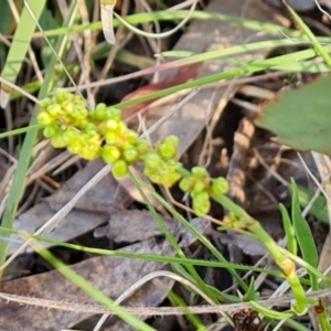 Rumex acetosella at O'Malley, ACT - 27 Sep 2023 03:58 PM