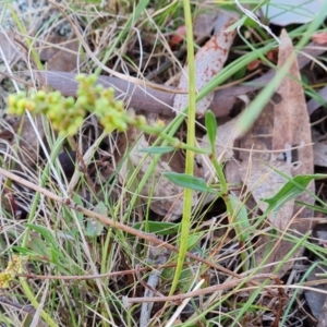 Rumex acetosella at O'Malley, ACT - 27 Sep 2023 03:58 PM