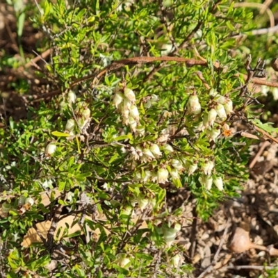 Cryptandra amara (Bitter Cryptandra) at O'Malley, ACT - 27 Sep 2023 by Mike