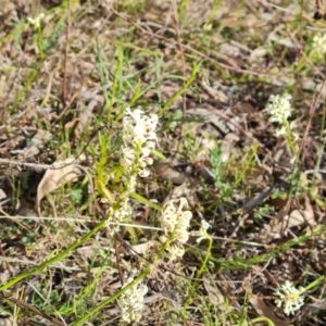 Stackhousia monogyna at O'Malley, ACT - 27 Sep 2023 03:49 PM