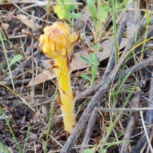 Orobanche minor at O'Malley, ACT - 27 Sep 2023 03:45 PM