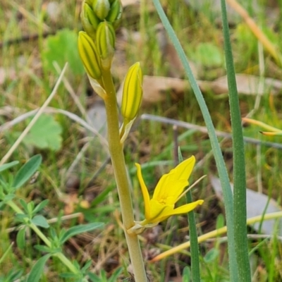 Bulbine bulbosa (Golden Lily, Bulbine Lily) at Mount Mugga Mugga - 27 Sep 2023 by Mike