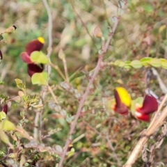 Bossiaea buxifolia (Matted Bossiaea) at O'Malley, ACT - 27 Sep 2023 by Mike