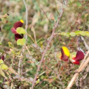 Bossiaea buxifolia at O'Malley, ACT - 27 Sep 2023