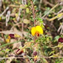 Bossiaea buxifolia at O'Malley, ACT - 27 Sep 2023 03:34 PM