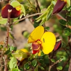 Bossiaea buxifolia at O'Malley, ACT - 27 Sep 2023 03:34 PM