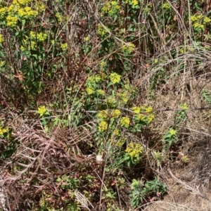 Euphorbia oblongata at Macgregor, ACT - 24 Sep 2023 11:41 AM