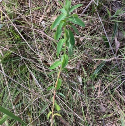 Euphorbia oblongata (Egg-leaf Spurge) at Mount Rogers - 27 Sep 2023 by Rosie