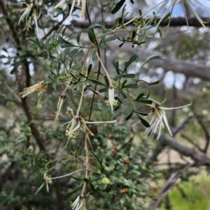 Clematis leptophylla at Hawker, ACT - 27 Sep 2023 12:05 PM