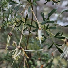 Clematis leptophylla at Hawker, ACT - 27 Sep 2023