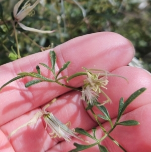 Clematis leptophylla at Hawker, ACT - 27 Sep 2023