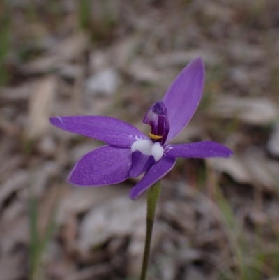 Glossodia major (Wax Lip Orchid) at Mount Painter - 21 Sep 2023 by CathB