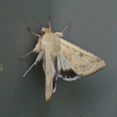 Helicoverpa punctigera (Native Budworm) at Cook, ACT - 24 Sep 2023 by CathB