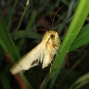 Helicoverpa punctigera at Cook, ACT - 24 Sep 2023