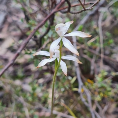 Caladenia ustulata (Brown Caps) at Stromlo, ACT - 27 Sep 2023 by WalkYonder