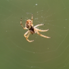 Unidentified Spider (Araneae) at West Wodonga, VIC - 27 Sep 2023 by KylieWaldon