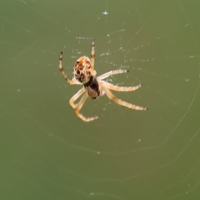 Araneus eburnus at West Wodonga, VIC - 27 Sep 2023 by KylieWaldon