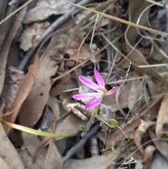 Caladenia carnea (Pink Fingers) - 1 Jan 1900 by WalkYonder