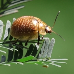 Paropsisterna decolorata (A Eucalyptus leaf beetle) at West Wodonga, VIC - 27 Sep 2023 by KylieWaldon