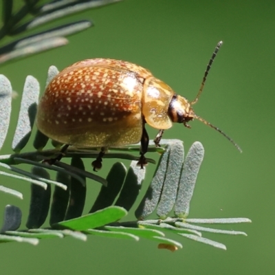 Paropsisterna decolorata (A Eucalyptus leaf beetle) at West Wodonga, VIC - 27 Sep 2023 by KylieWaldon