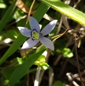 Isotoma fluviatilis subsp. australis at Stromlo, ACT - 27 Sep 2023