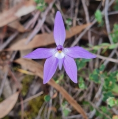 Glossodia major (Wax Lip Orchid) at Stromlo, ACT - 27 Sep 2023 by WalkYonder