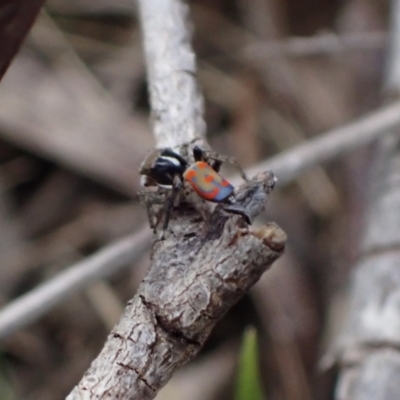 Maratus pavonis (Dunn's peacock spider) at Murrumbateman, NSW - 26 Sep 2023 by SimoneC