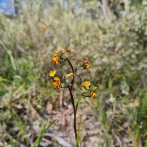 Diuris pardina at Stromlo, ACT - 27 Sep 2023