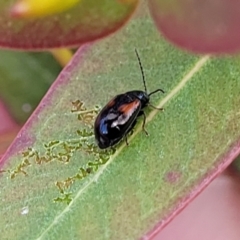 Monolepta minima (Leaf beetle) at Bobundara, NSW - 27 Sep 2023 by trevorpreston