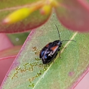 Monolepta minima at Bobundara, NSW - 27 Sep 2023