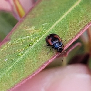 Monolepta minima at Bobundara, NSW - 27 Sep 2023