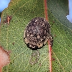 Trachymela sp. (genus) (Brown button beetle) at Bobundara, NSW - 27 Sep 2023 by trevorpreston
