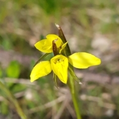 Diuris chryseopsis (Golden Moth) at Stromlo, ACT - 27 Sep 2023 by WalkYonder